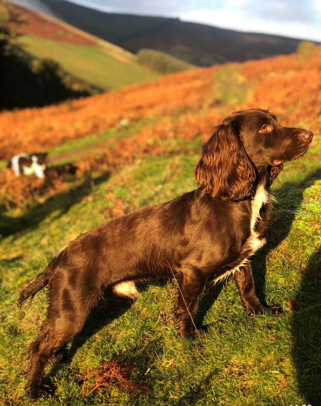 Sprocker puppies - Image 2 of 6