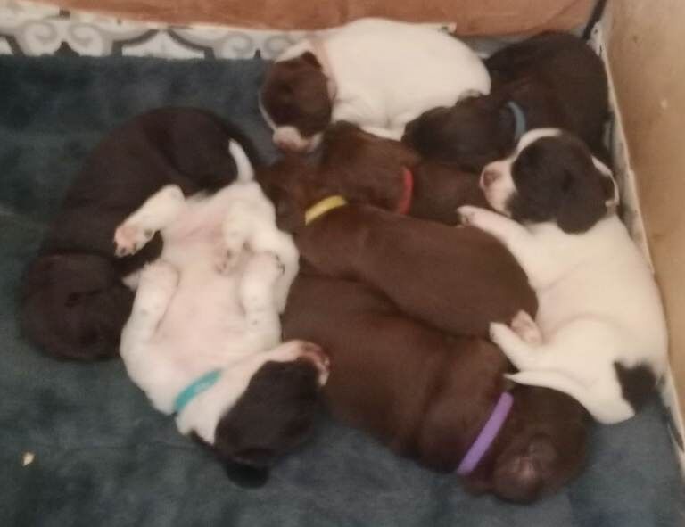 Sprocker puppies - Image 3 of 6