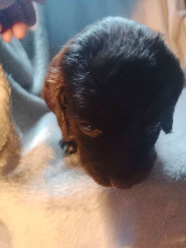 Sprocker puppies - Image 4 of 6