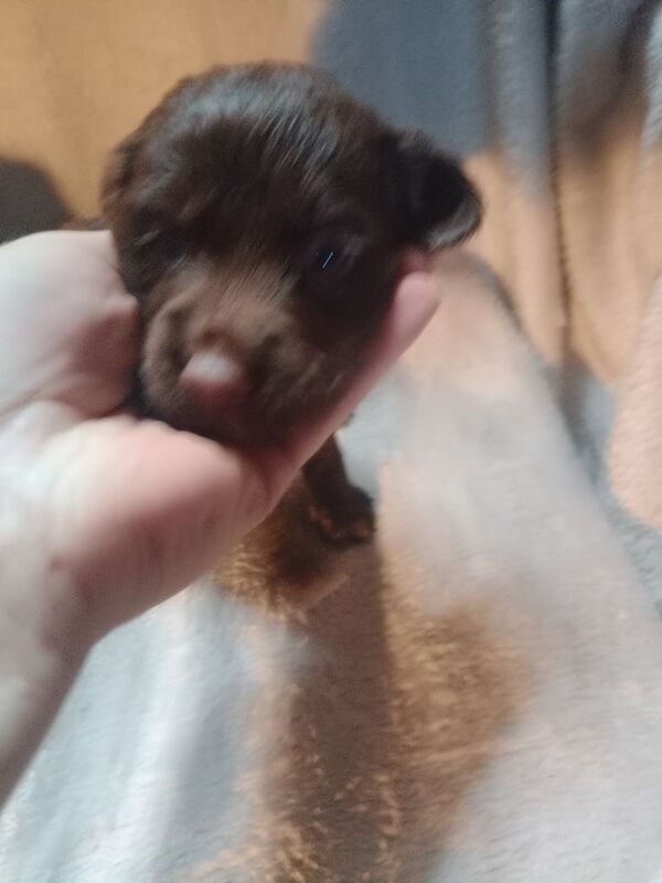 Sprocker puppies - Image 5 of 6