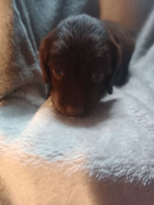 Sprocker puppies - Image 6 of 6
