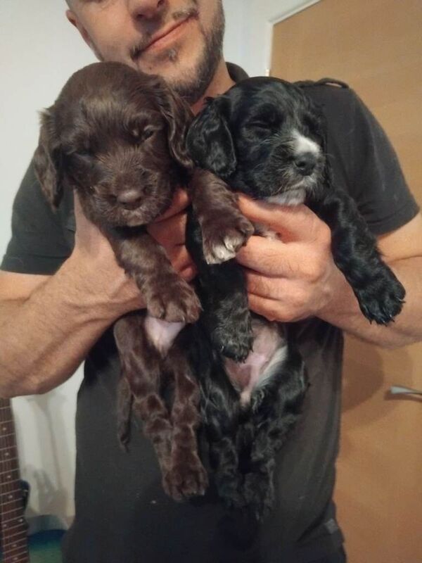 Sprocker Puppies