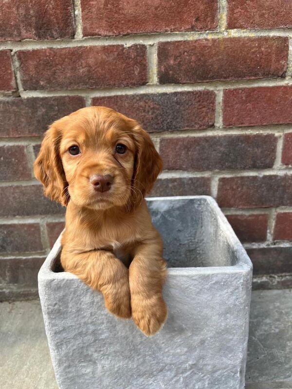 Sprocker Puppies - Image 2 of 4