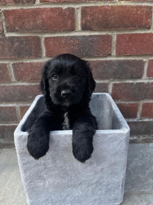 Sprocker Puppies - Image 3 of 4