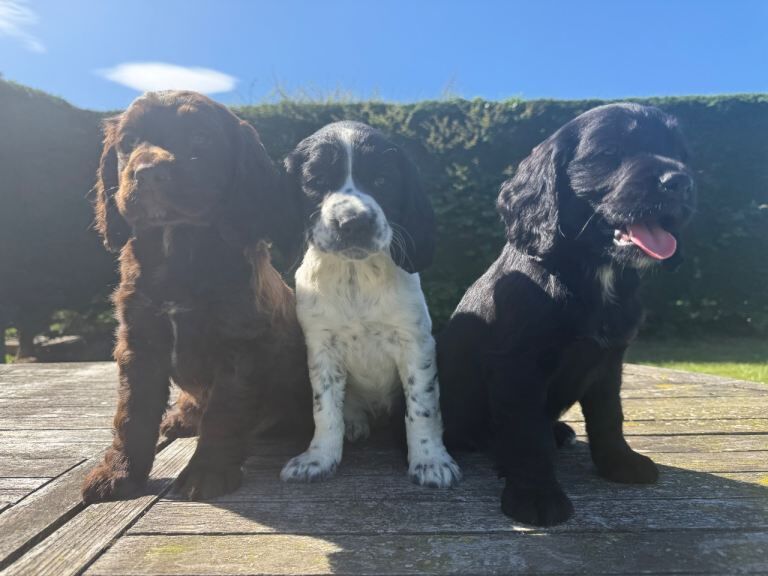 Sprocker Puppies Cocker Spaniel X Springer Spaniel
