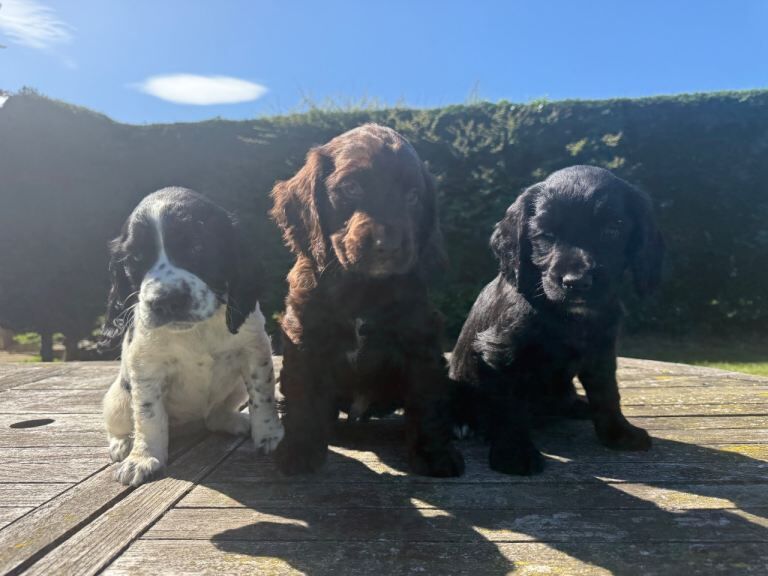 Sprocker Puppies Cocker Spaniel X Springer Spaniel - Image 2 of 3
