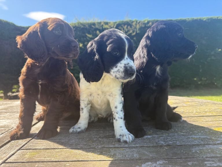 Sprocker Puppies Cocker Spaniel X Springer Spaniel - Image 3 of 3