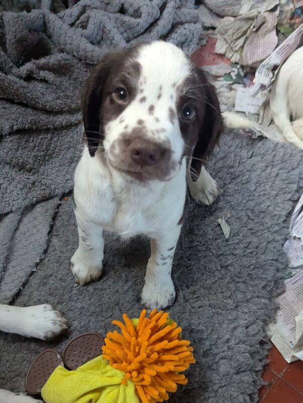 Sprocker puppies for sale - Image 2 of 4