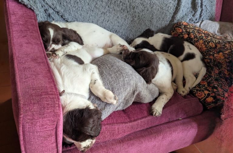 Sprocker puppies for sale - Image 3 of 4