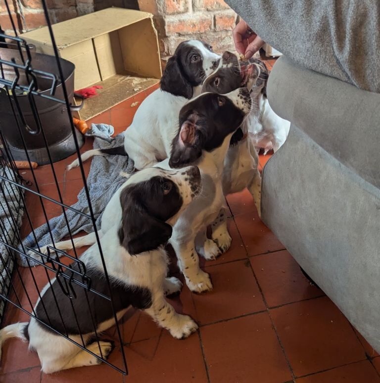 Sprocker puppies for sale - Image 4 of 4