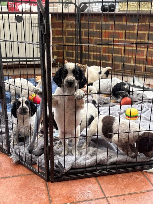 Sprocker puppies for sale, cash £1000-800 5 left