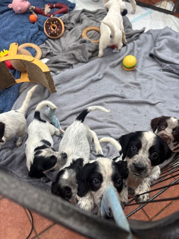 Sprocker puppies for sale, cash £1000-800 5 left - Image 2 of 4