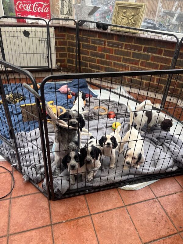 Sprocker puppies for sale, cash £1000-800 5 left - Image 3 of 4