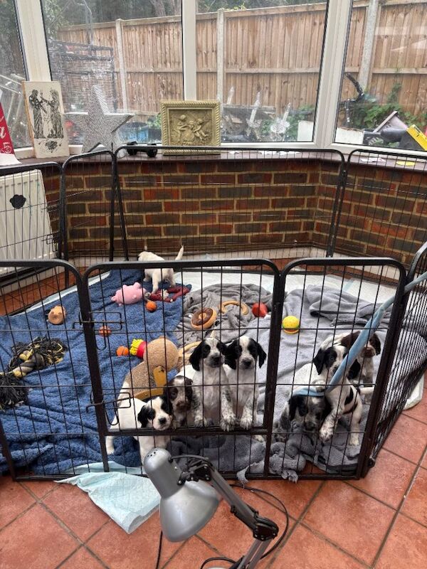 Sprocker puppies for sale, cash £1000-800 5 left - Image 4 of 4