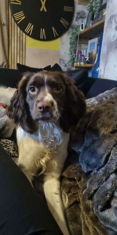 Sprocker Puppies for sale girls and boys