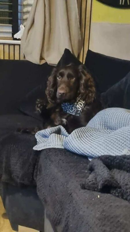 Sprocker Puppies for sale girls and boys - Image 2 of 6
