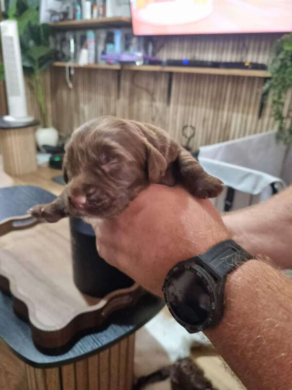 Sprocker Puppies for sale girls and boys - Image 3 of 6