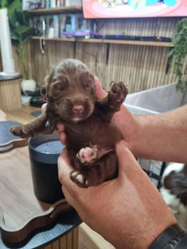 Sprocker Puppies for sale girls and boys - Image 4 of 6