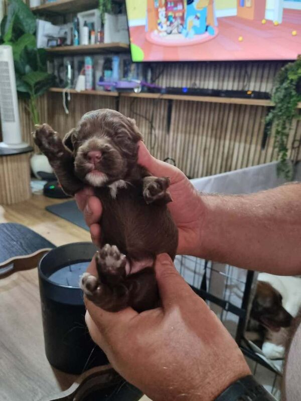 Sprocker Puppies for sale girls and boys - Image 5 of 6