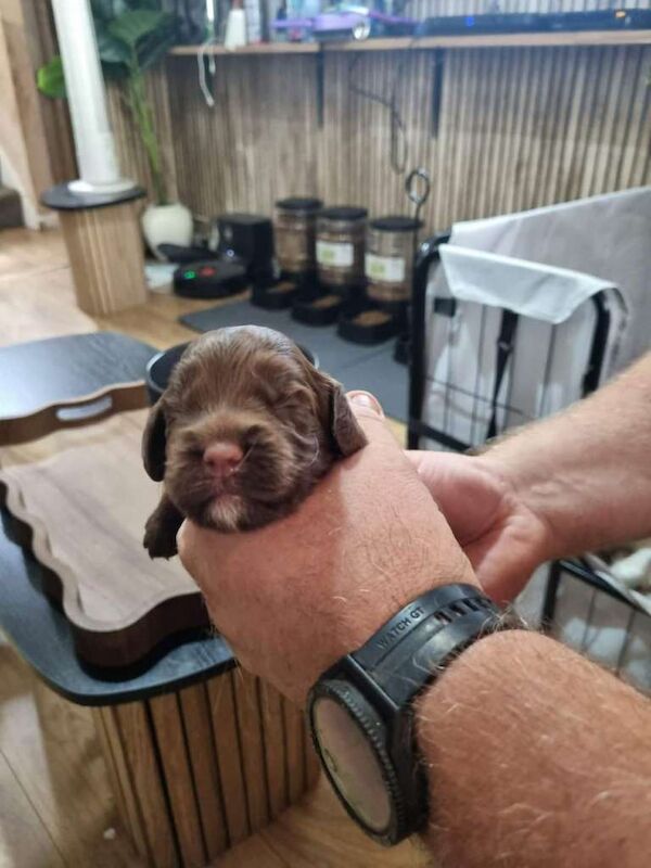 Sprocker Puppies for sale girls and boys - Image 6 of 6