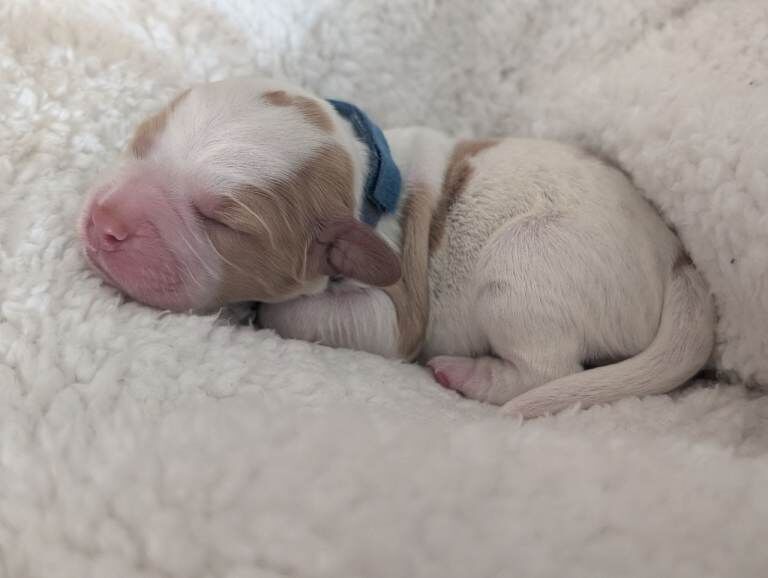 Sprocker puppies ready end of May