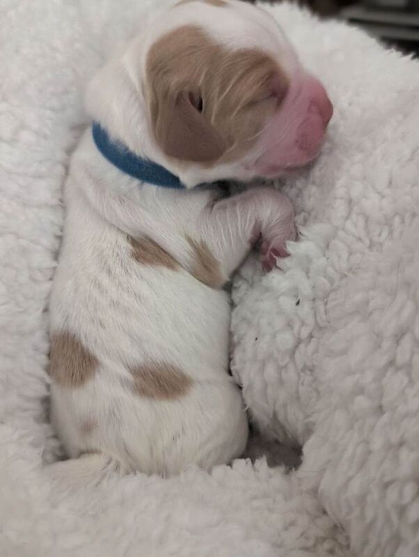 Sprocker puppies ready end of May - Image 2 of 4