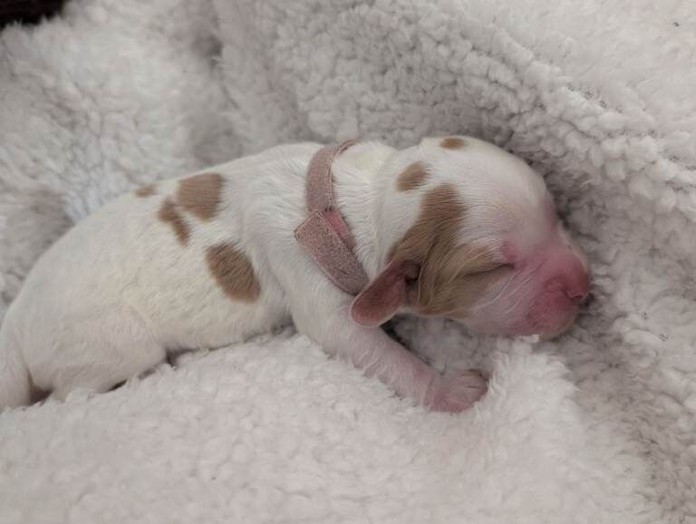 Sprocker puppies ready end of May - Image 3 of 4