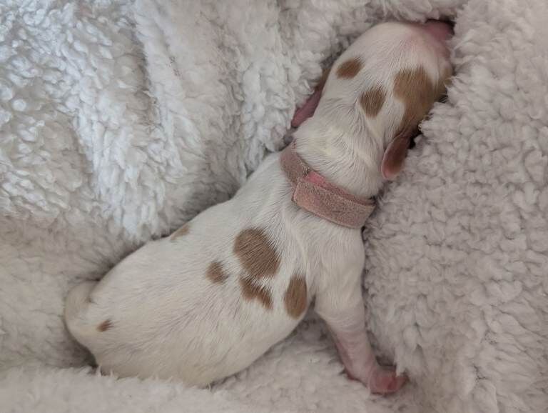 Sprocker puppies ready end of May - Image 4 of 4