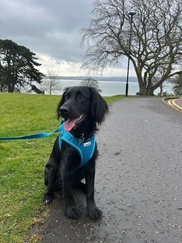 Cocker Spaniel puppies for sale in Carrickfergus, County Antrim – 1 year old - Image 1 of 3