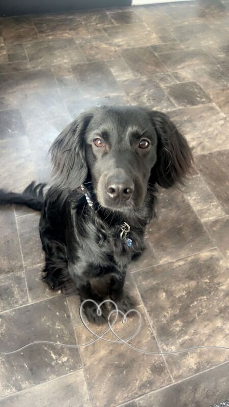 Cocker Spaniel puppies for sale in Carrickfergus, County Antrim – 1 year old - Image 2 of 3