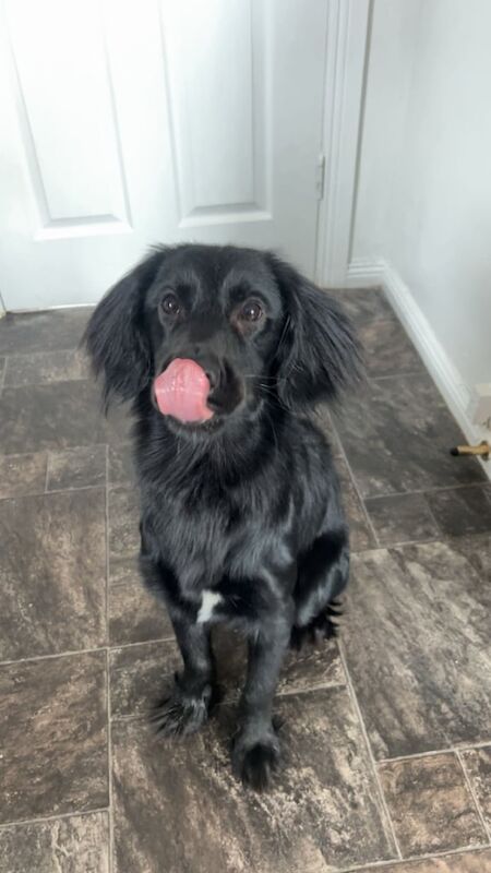 Cocker Spaniel puppies for sale in Carrickfergus, County Antrim – 1 year old - Image 3 of 3
