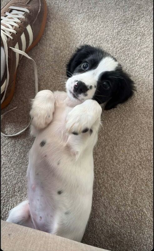 Sprocker puppy for sale