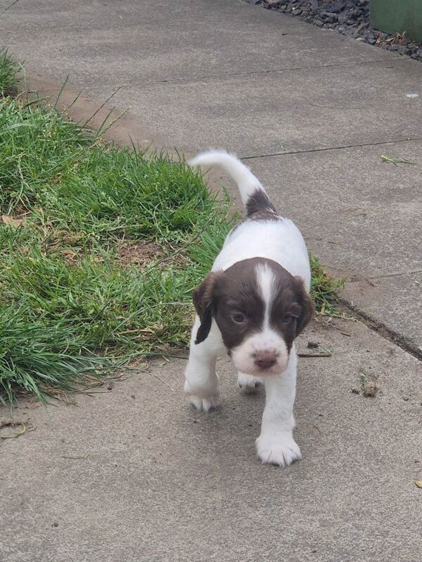 Sprocker puppys