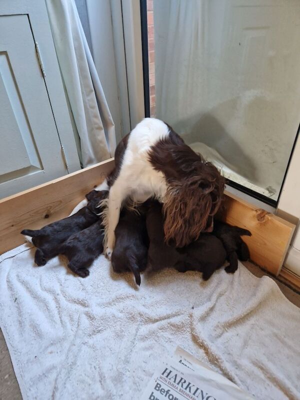 Cocker Spaniel Puppies For Sale Under £1,000