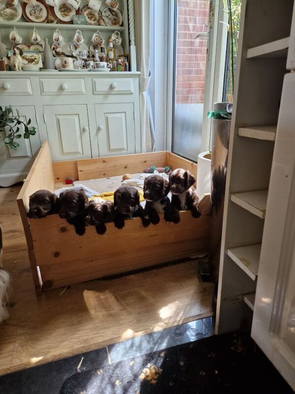 Sprocker puppys - Image 2 of 3