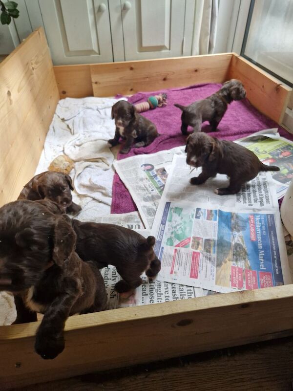Sprocker puppys - Image 3 of 3