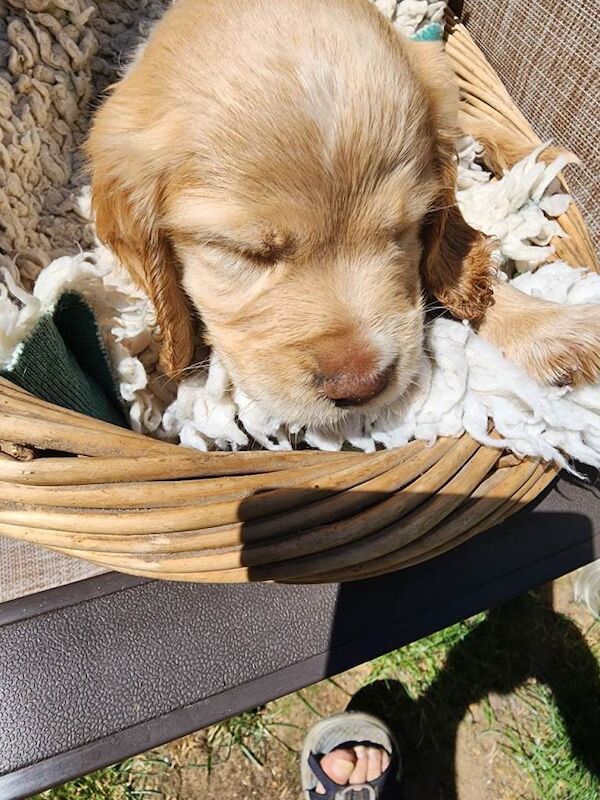 Sprocker Pups (3/4 Cocker/1/4 Springer);Licenced Breeded 2 boys