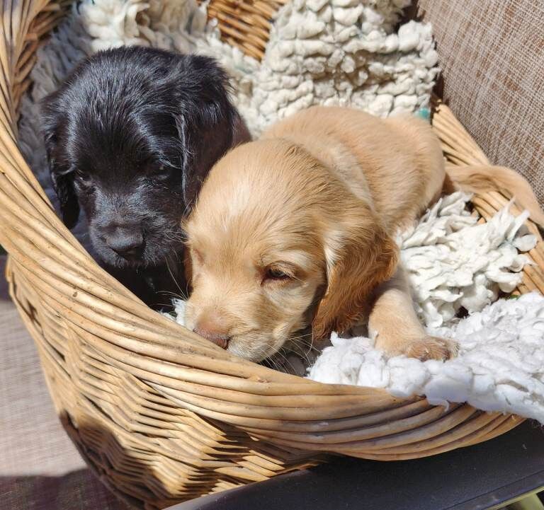 Sprocker Pups (3/4 Cocker/1/4 Springer);Licenced Breeded 2 boys - Image 2 of 6