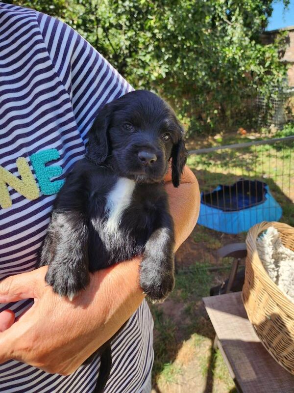 Sprocker Pups (3/4 Cocker/1/4 Springer);Licenced Breeded 2 boys - Image 5 of 6