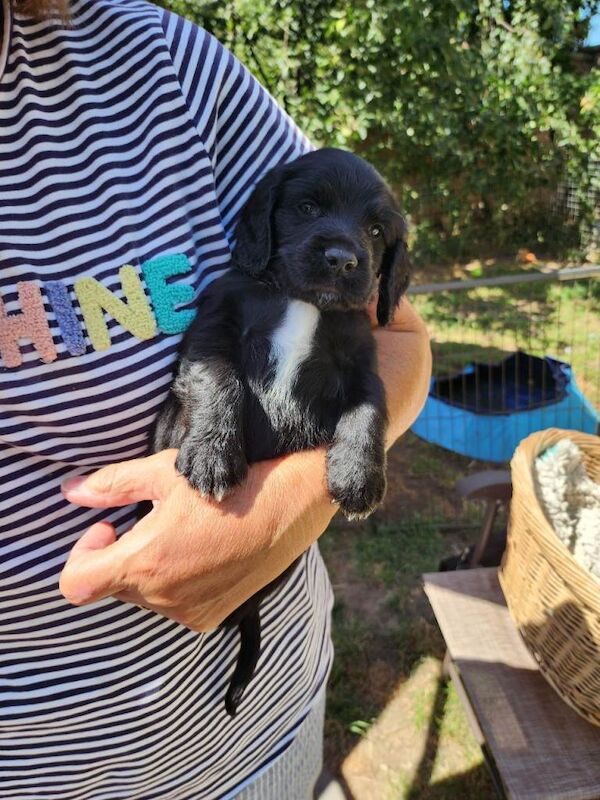 Sprocker Pups (3/4 Cocker/1/4 Springer);Licenced Breeded 2 boys - Image 6 of 6