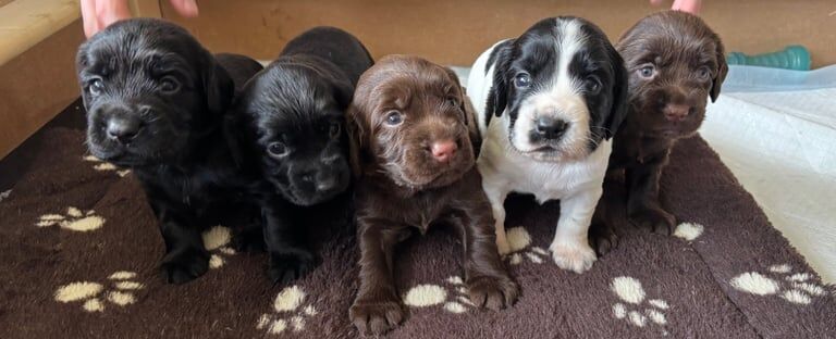 Cocker Spaniel puppies for sale in Laurencekirk, Kincardineshire – 4 weeks old