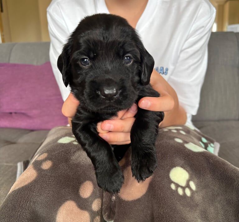 Cocker Spaniel puppies for sale in Laurencekirk, Kincardineshire – 4 weeks old - Image 2 of 3