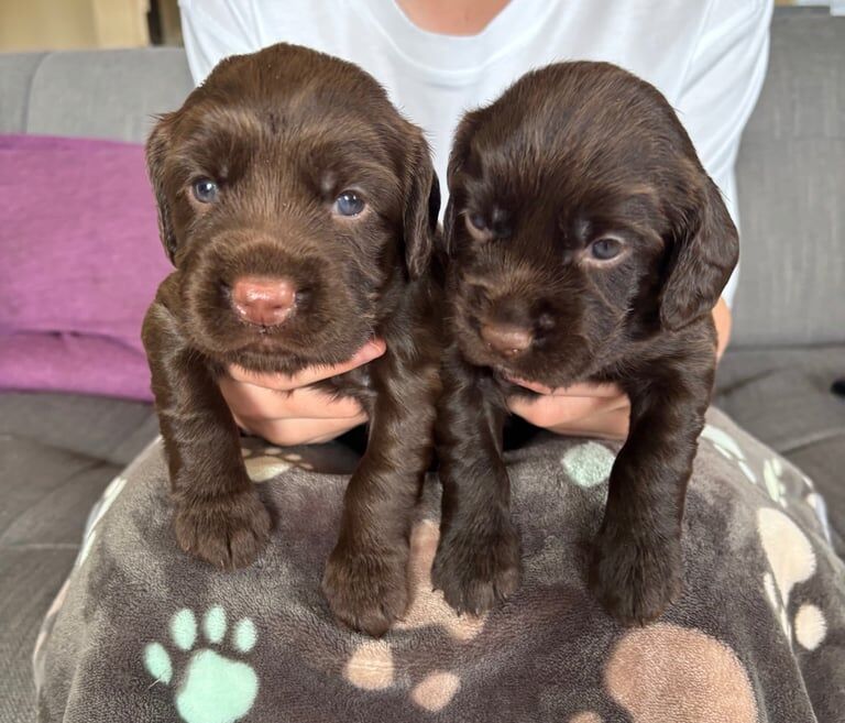 Cocker Spaniel puppies for sale in Laurencekirk, Kincardineshire – 4 weeks old - Image 3 of 3