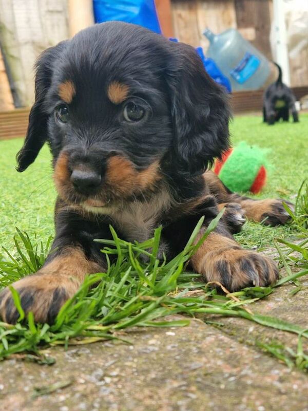 Sprocker pups