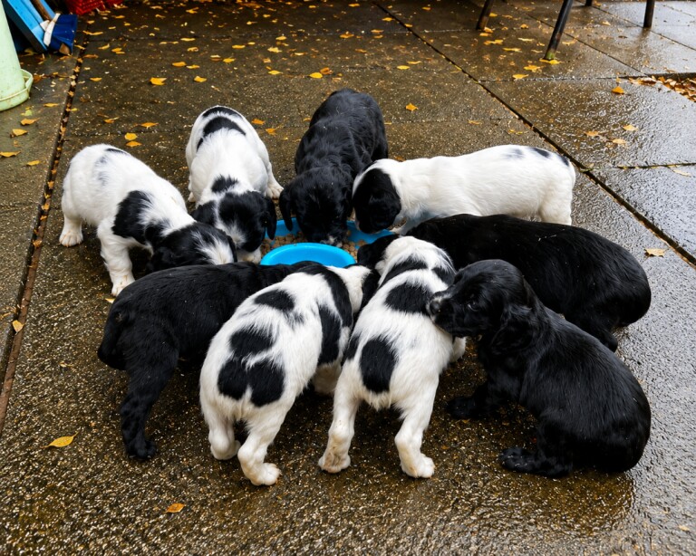 Sprocker pups