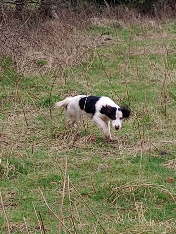 Sprocker Spaniel - Image 2 of 3
