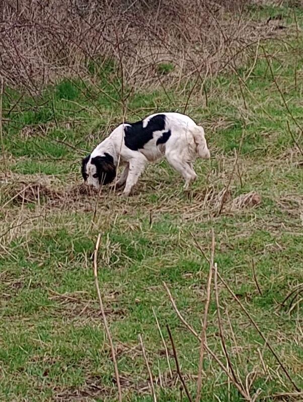 Sprocker Spaniel - Image 3 of 3