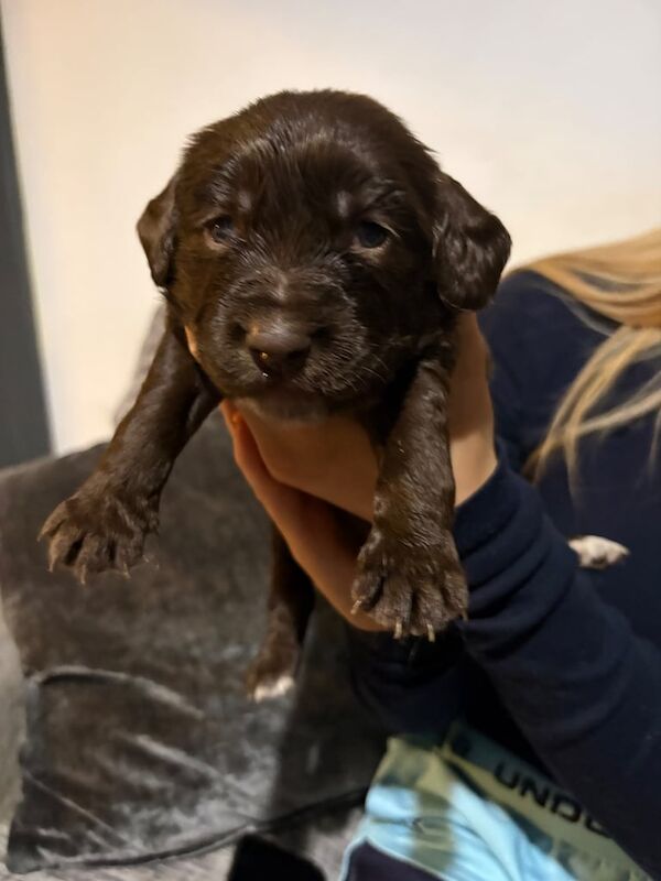 Cocker Spaniel puppies for sale in Falkirk, Stirling and Falkirk – 3 weeks old - Image 2 of 6