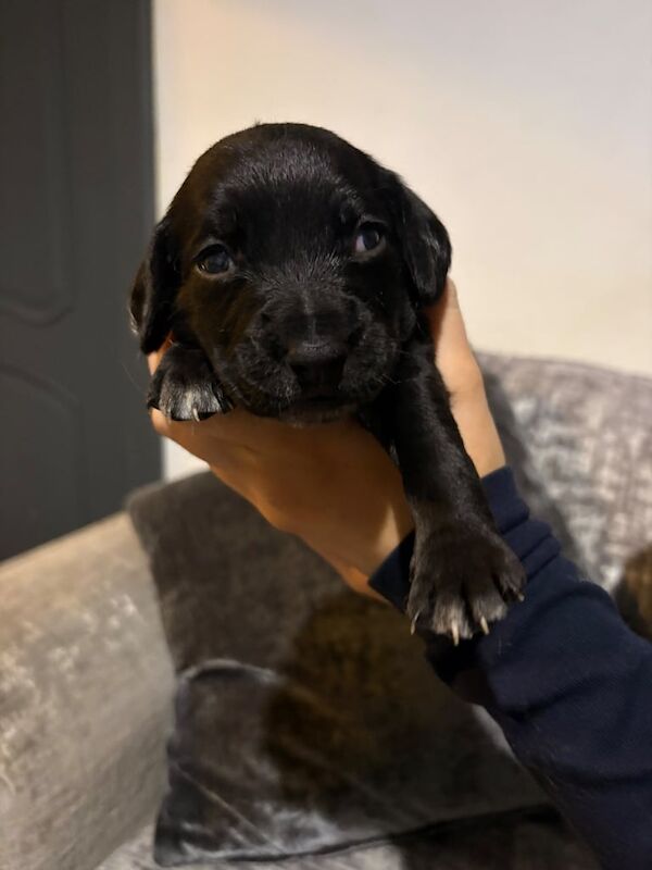 Cocker Spaniel puppies for sale in Falkirk, Stirling and Falkirk – 3 weeks old - Image 3 of 6