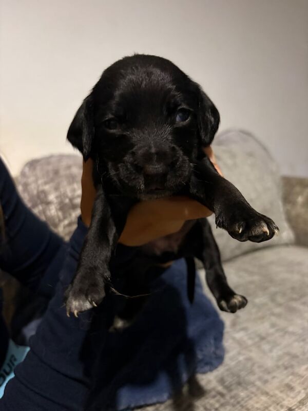 Cocker Spaniel puppies for sale in Falkirk, Stirling and Falkirk – 3 weeks old - Image 4 of 6